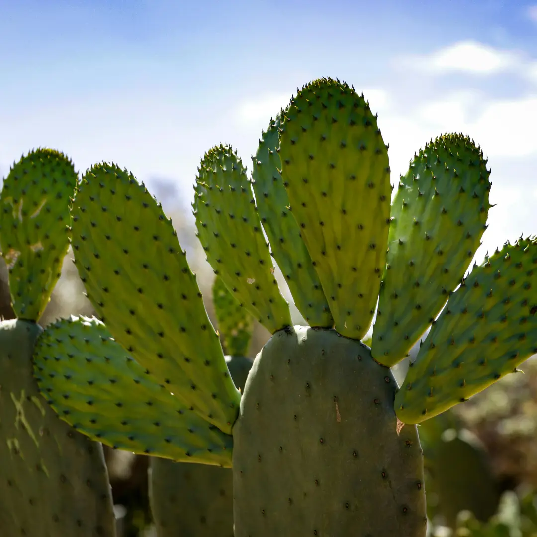 Higo Chumbo del Etna - Etna Wellness
