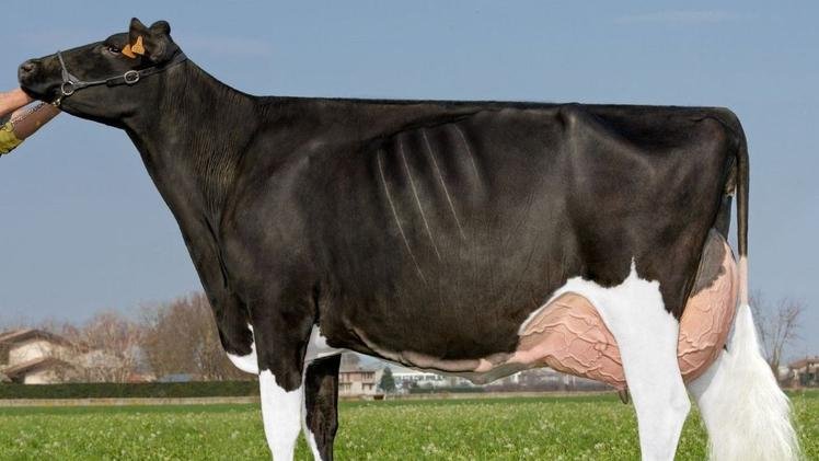 Mucca con il suo vitello: il colostro bovino è il primo latte prodotto dopo il parto