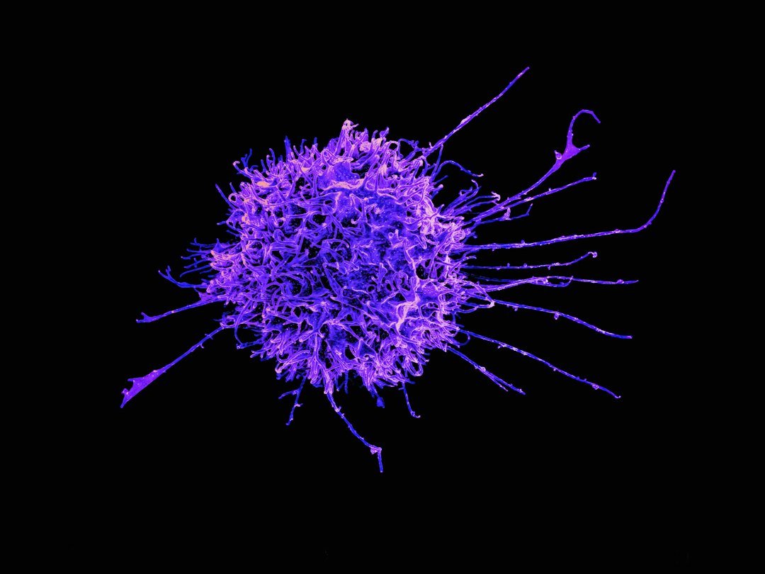 Cellula del sistema immunitario al microscopio: vitamina C e selenio difese immunitarie