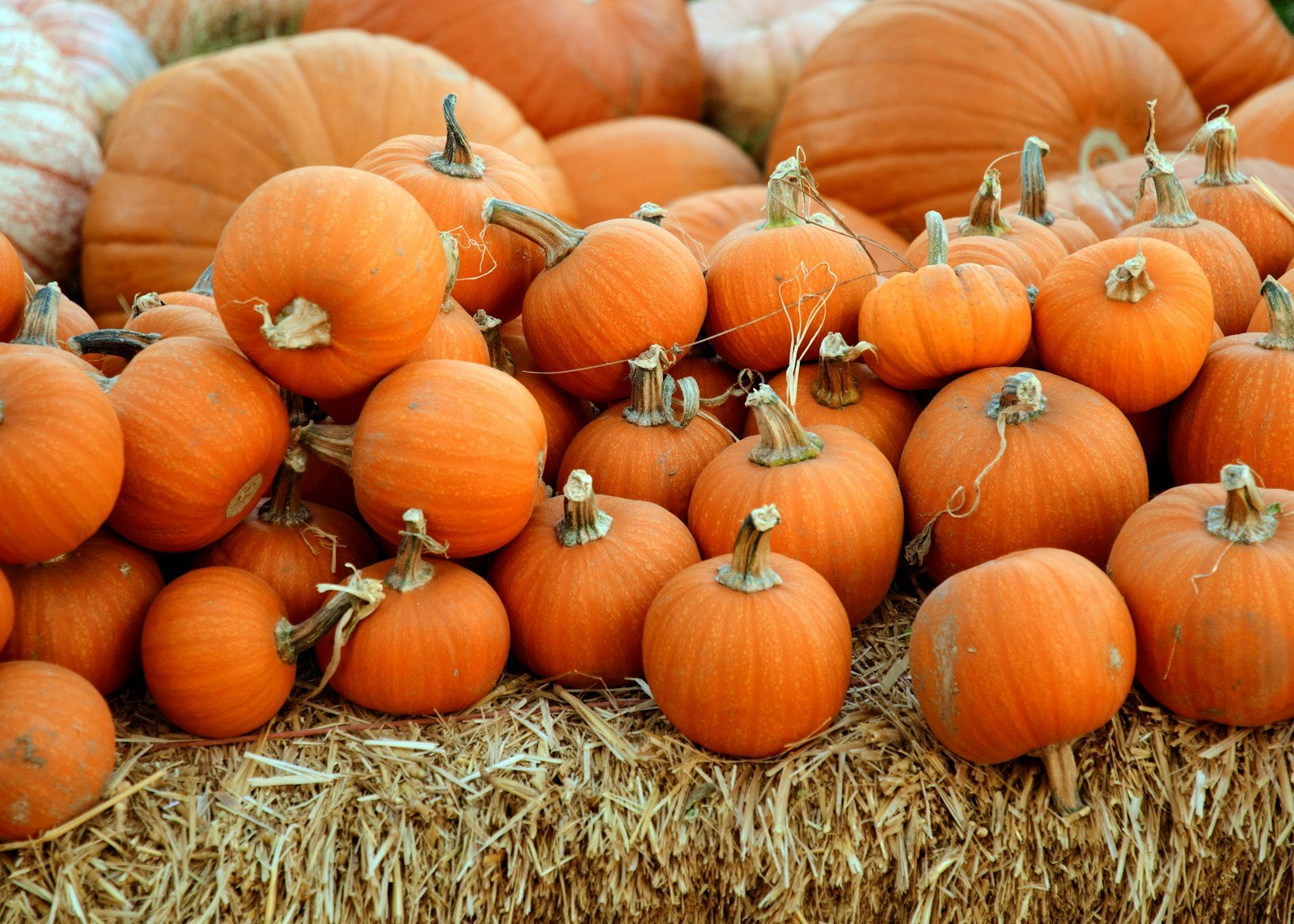 Zucche d'autunno appena raccolte, base delle ricette con la zucca light